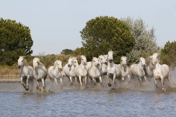 Camargue Horse Herd Galloping Durch Schwampen Saintes Marie Mer Süden — Stockfoto