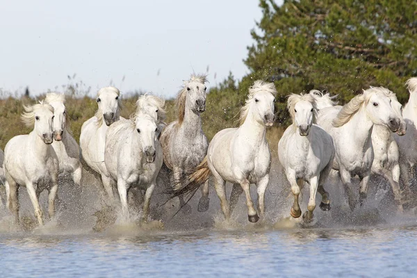 Camargue Horse Herd Cválající Bažinou Saintes Marie Mer Jihu Francie — Stock fotografie
