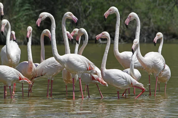 Greater Flamingo Phoenicopterus Ruber Roseus Group Standing Swamp Camargue South — Stock Photo, Image