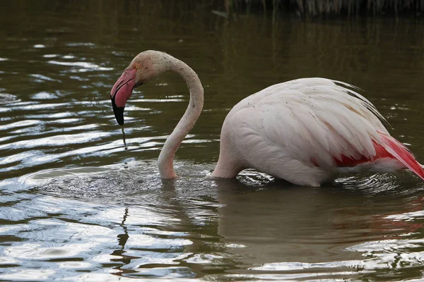 Stor Flamingo Phoenicopterus Ruber Roseus Voksne Som Står Swamp Leter – stockfoto