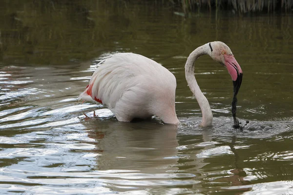 Großer Flamingo Phoenicopterus Ruber Roseus Erwachsener Der Sumpf Steht Auf — Stockfoto