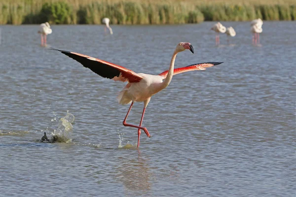 Großer Flamingo Phoenicopterus Ruber Roseus Erwachsener Auf Der Flucht Start — Stockfoto