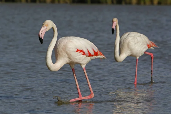 Greater Flamingo Phoenicopterus Ruber Roseus Pair Standing Swamp Camargue South — Stock Photo, Image