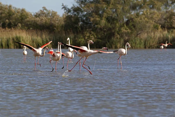 Większe Flamingo Phoenicopterus Ruber Roseus Dorosły Locie Startujący Bagien Camargue — Zdjęcie stockowe