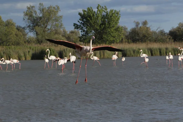 Greater Flamingo Phoenicopterus Ruber Roseus Adult Flight Landing Swamp Camargue — Stock Photo, Image