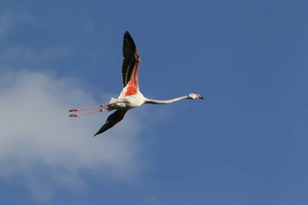 Greater Flamingo Phoenicopterus Ruber Roseus Adult Flight Camargue South East — Stock Photo, Image
