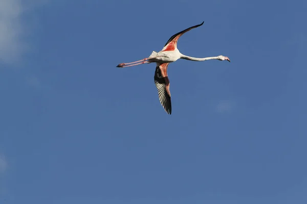 Greater Flamingo Phoenicopterus Ruber Roseus Adult Flight Camargue South East — Foto de Stock