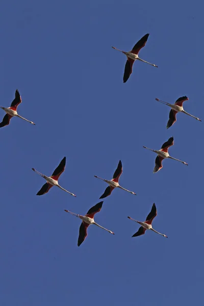 Większe Flamingo Phoenicopterus Ruber Roseus Grupa Locie Camargue Południowym Wschodzie — Zdjęcie stockowe