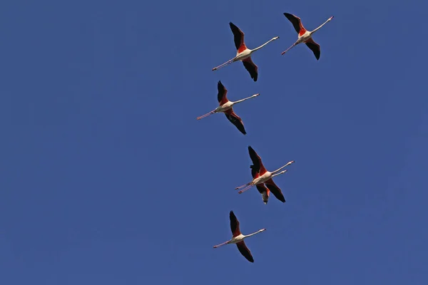 Greater Flamingo Phoenicopterus Ruber Roseus Group Flight Camargue South East — стокове фото