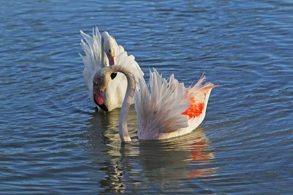 Greater Flamingo Phoenicopterus Ruber Roseus Ζευγάρι Στέκεται Στο Swamp Εμφάνιση — Φωτογραφία Αρχείου
