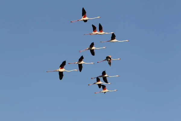 Większe Flamingo Phoenicopterus Ruber Roseus Grupa Locie Camargue Południowym Wschodzie — Zdjęcie stockowe