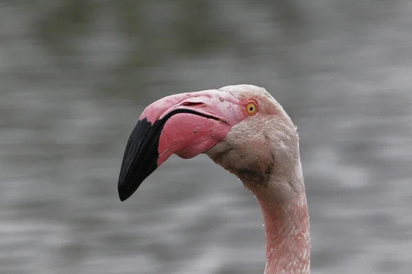 Större Flamingo Phoenicopterus Ruber Roseus Porträtt Vuxen Camargue Sydöstra Frankrike — Stockfoto