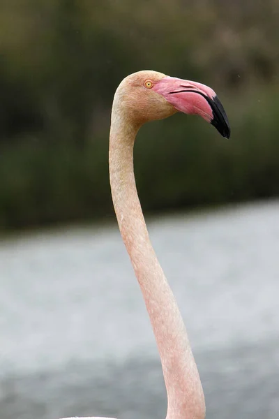 Greater Flamingo Phoenicopterus Ruber Roseus Πορτρέτο Ενηλίκων Camargue Στη Νοτιοανατολική — Φωτογραφία Αρχείου
