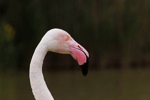 Greater Flamingo Phoenicopterus Ruber Roseus Portrait Adult Camargue South East — стокове фото