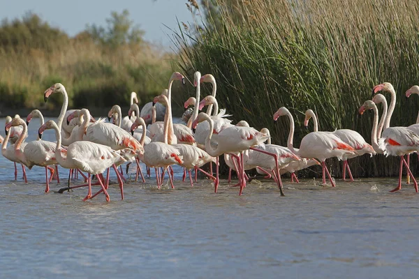 位于法国东南部Camargue沼泽地的大火烈鸟 Greater Flamingo Phoenicopterus Ruber Roseus — 图库照片