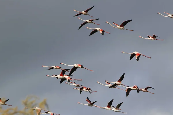 Greater Flamingo Phoenicopterus Ruber Roseus Group Flight Camargue South East — стокове фото