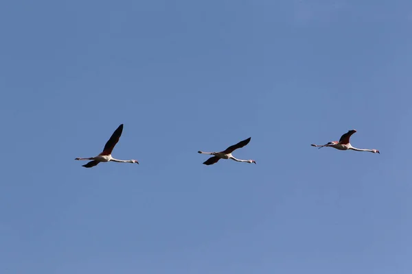 Större Flamingo Phoenicopterus Ruber Roseus Group Flight Camargue Sydöstra Frankrike — Stockfoto