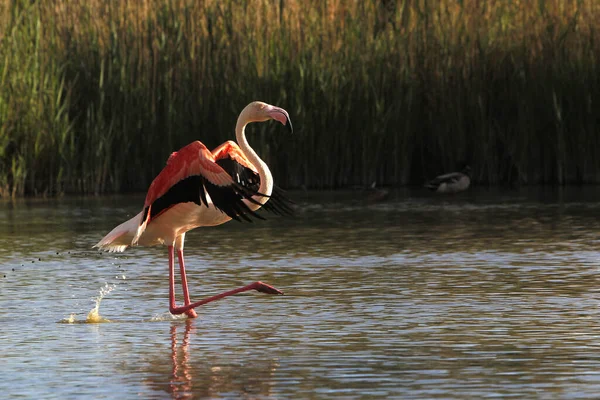 Greater Flamingo Phoenicopterus Ruber Roseus Adult Flight Taking Swamp Camargue — Stock Photo, Image