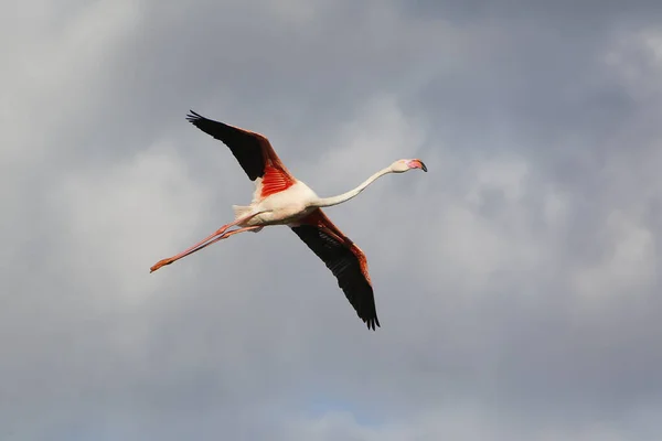 Greater Flamingo Phoenicopterus Ruber Roseus Adult Flight Camargument South East — 스톡 사진
