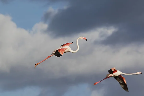 Greater Flamingo Fhoenicopterus Ruber Roseus Pair Flight Camargue Jihovýchodě Francie — Stock fotografie