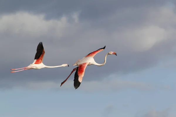 Greater Flamingo Phoenicopterus Ruber Roseus Pair Flight Camargue South East — Stock Photo, Image