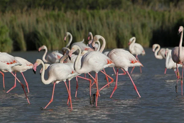 Greater Flamingo Phoenicopterus Ruber Roseus Group Standing Swamp Camargue South — Stock Photo, Image