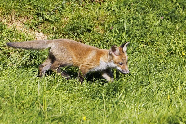 Red Fox Vulpes Vulpes Pup Walking Normandia França — Fotografia de Stock