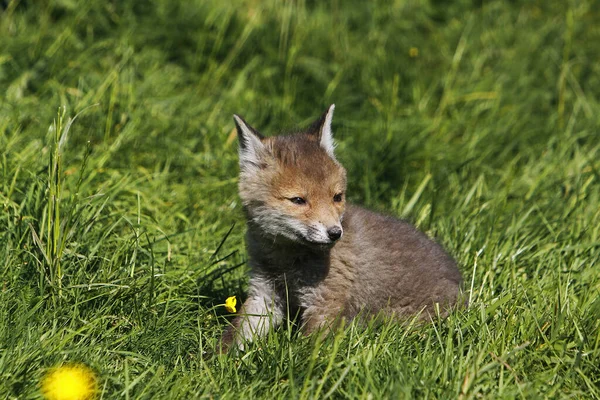 Red Fox Vulpes Vulpes Cachorro Sentado Normandia França — Fotografia de Stock