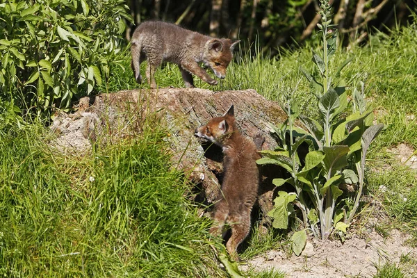 Red Fox Vulpes Vulpes Kölyök Játszik Normandia Franciaországban — Stock Fotó