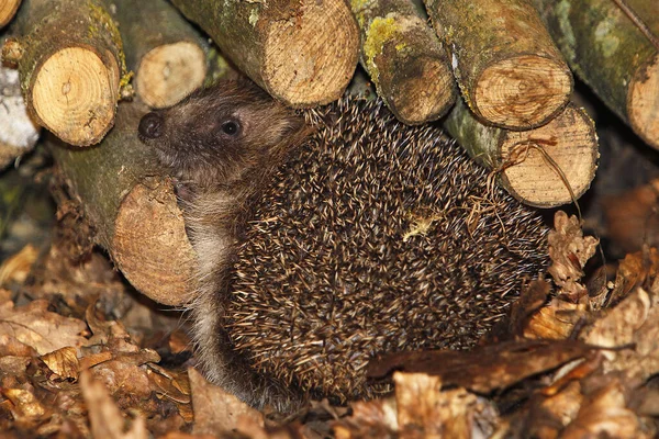 European Hedgehog Erinaceus Europaeus Adulto Perto Stack Wood Normandia França — Fotografia de Stock
