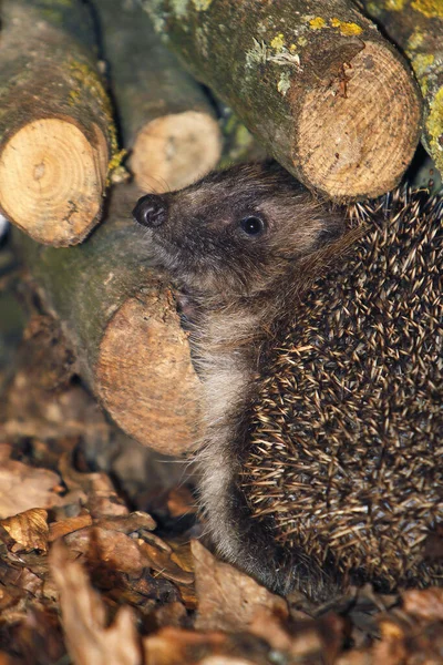 European Hedgehog Erinaceus Europaeus Adult Standing Stack Wood Normandy France — Φωτογραφία Αρχείου