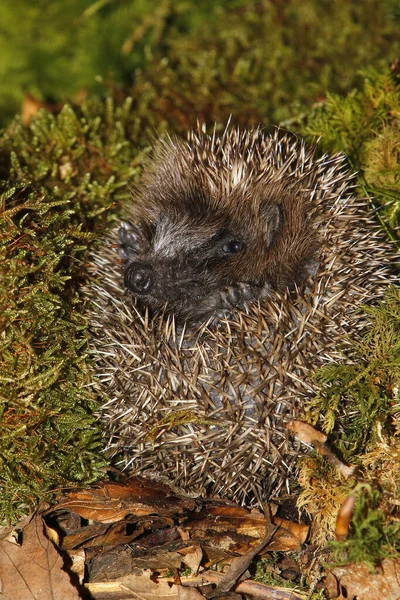 European Hedgehog Erinaceus Europaeus Adult Curled Fallen Leaves Normandia Francia — Foto Stock