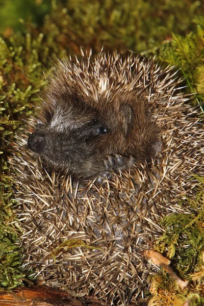 European Hedgehog Erinaceus Europaeus Felnőttként Összegömbölyödve Lehullott Leveleken Normandia Franciaország — Stock Fotó