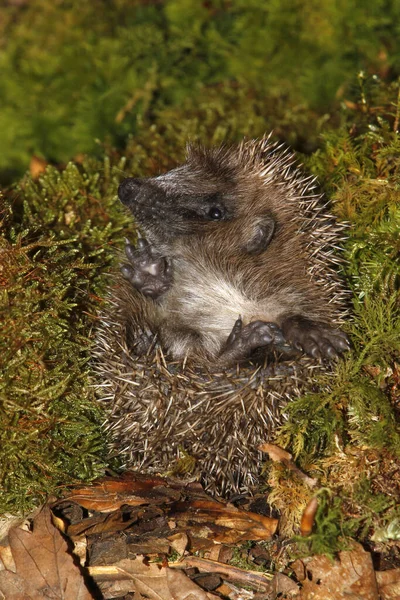European Hedgehog Erinaceus Europaeus Felnőttként Összegömbölyödve Lehullott Leveleken Normandia Franciaország — Stock Fotó