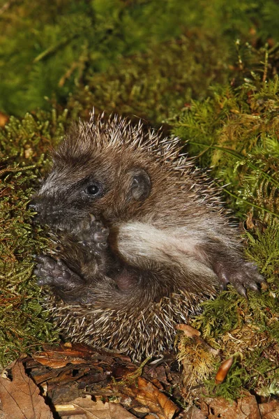 European Hedgehog Erinaceus Europaeus Adult Curled Fallen Leaves Normandia França — Fotografia de Stock