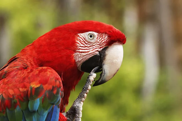 Red Green Macaw Ara Chloroptera Portrait Adult — 스톡 사진