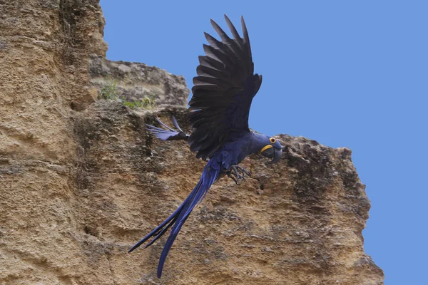 Hyacinth Macaw Anodorhynchus Hyacinthinus Взрослый Полёте — стоковое фото