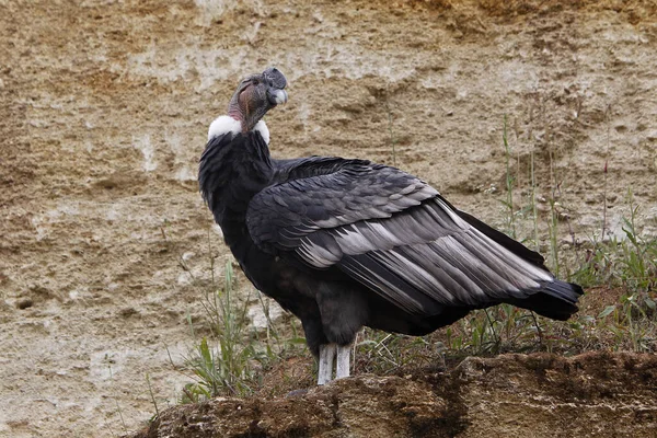 Андский Кондор Vultur Gryphus Мужчина — стоковое фото