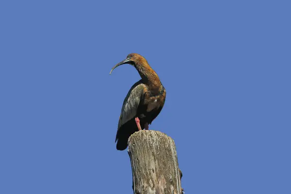 Hadada Ibis Bostrychia Hagedash Adult Standing Post — стоковое фото