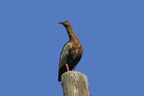 Hadada Ibis Bostrychia Hagedash Adult Standing Post — Stockfoto