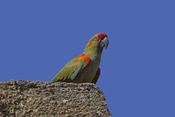 Macaw Frente Vermelha Ara Rubrogenys Adulto Rochas — Fotografia de Stock