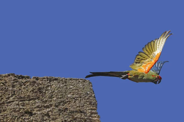 Червонологий Macaw Ara Rubrogenys Adult Flight — стокове фото