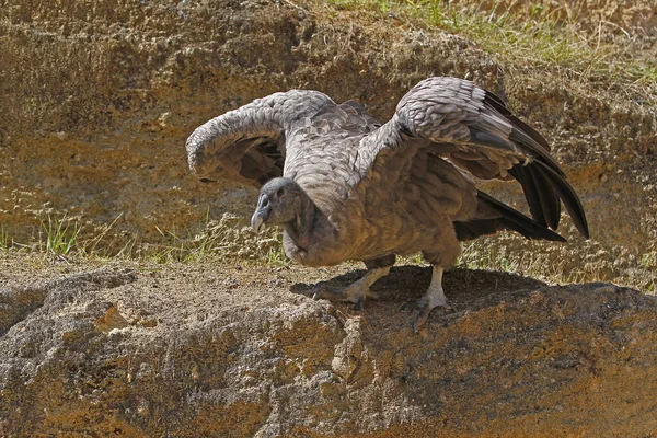Cóndor Andino Vultur Gryphus Despegue Inmaduro — Foto de Stock