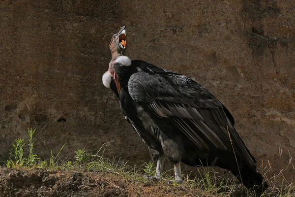 Andinska Condor Vultur Gryphus Man Anropar — Stockfoto