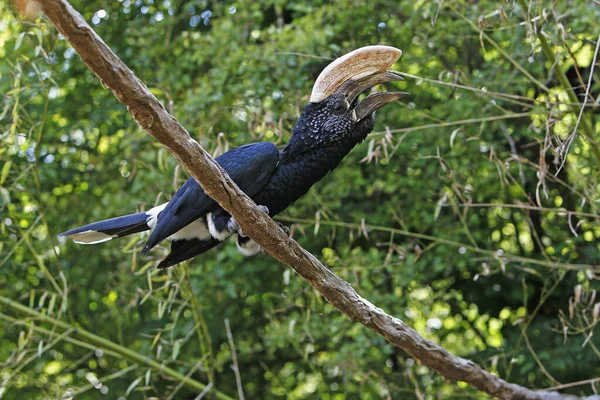 턱수염 Hornbill 나뭇가지에 브레인 — 스톡 사진