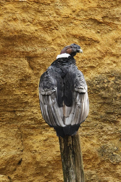 Άνδεων Condor Vultur Gryphus Άντρας Όρθιος Στην Post — Φωτογραφία Αρχείου