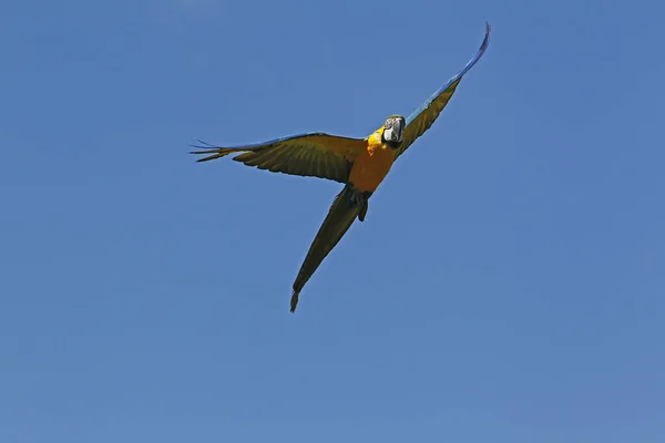 Blue Yellow Macaw Ara Ararauna Vuxen Flygning — Stockfoto