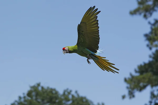 Military Macaw Ara Militaris Adult Flight — 스톡 사진