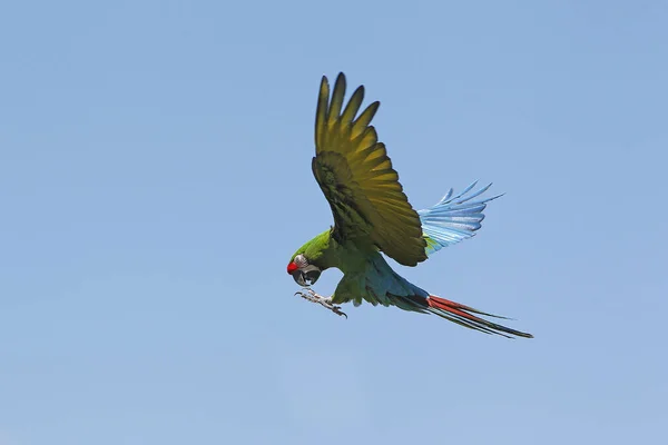 Militär Macaw Ara Militaris Vuxen Flygning — Stockfoto