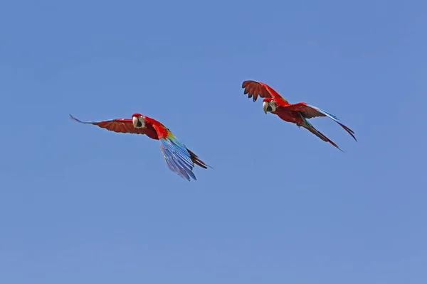 Roter Und Grüner Ara Chloroptera Paar Flug — Stockfoto